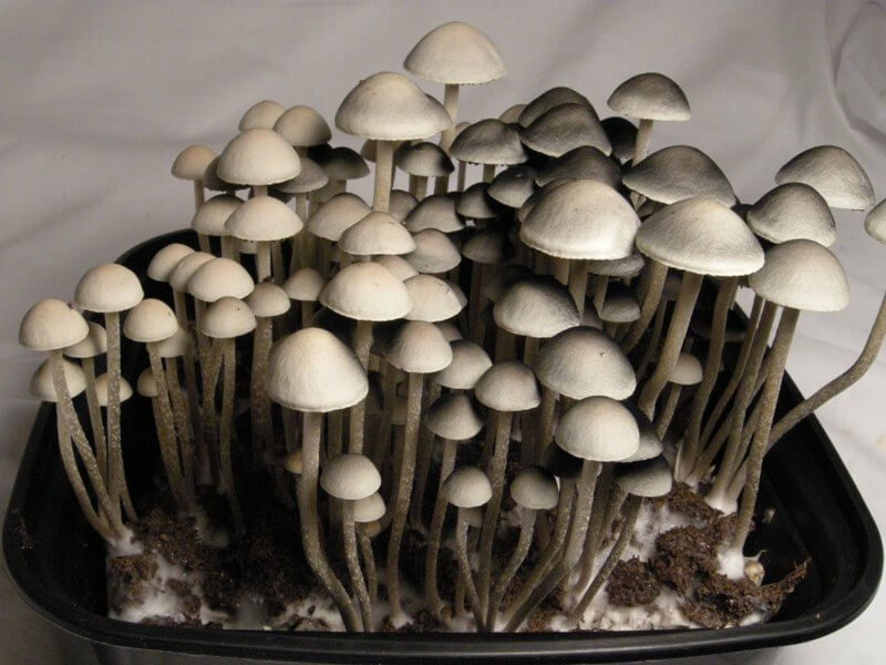 pan-kambodzhis-.jpg